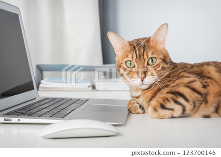 Cat works on computer at home or in office. 123700146