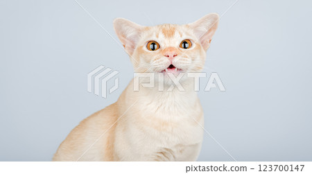 Shocked domestic cat, cat scared or surprised. Shocked domestic cat, cat scared or surprised. 123700147