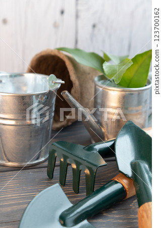 The gardener's tools. Growing seedlings, spring gardening at home. 123700162