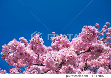 Kawazu cherry tree in full bloom and blue sky Kawazu cherry tree in full bloom and blue sky 123700209