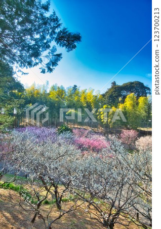 梅園盛開,一直到山頂 梅園盛開,一直到山頂 123700213