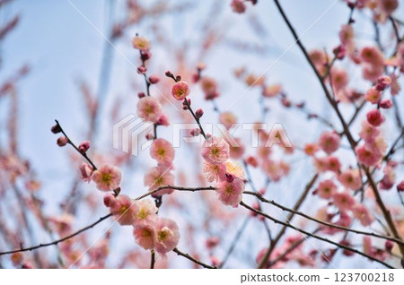 Cute pale pink plum blossoms Cute pale pink plum blossoms 123700218