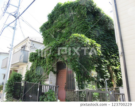 building covered in ivy building covered in ivy 123700229