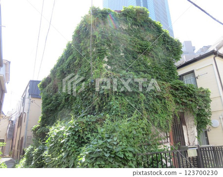 Full of ivy Full of ivy 123700230