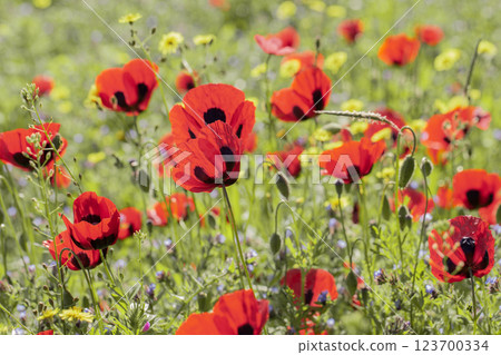 Bright red poppies in full bloom under the sun, surrounded by lush green grass and yellow wildflowers Bright red poppies in full bloom under the sun, surrounded by lush green grass and yellow wildflowers 123700334