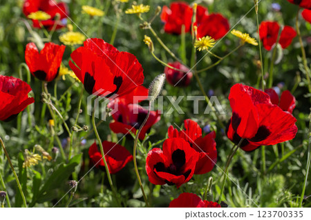 Bright red poppies in full bloom under the sun, surrounded by lush green grass and yellow wildflowers Bright red poppies in full bloom under the sun, surrounded by lush green grass and yellow wildflowers 123700335