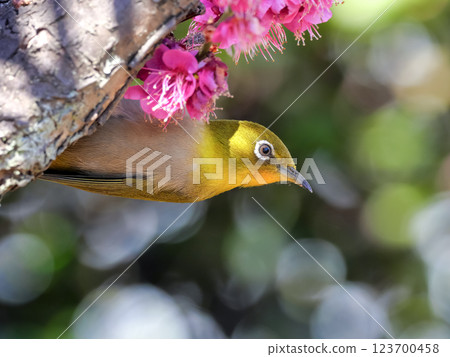 被粉紅色梅花包圍的白眼鳥 123700458