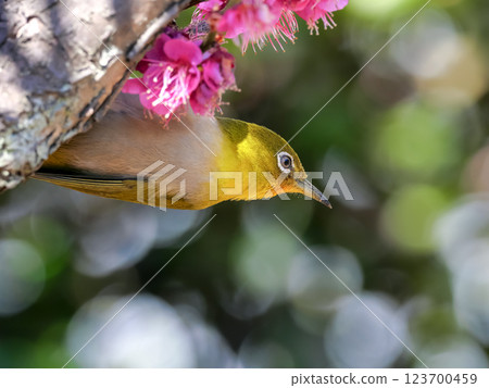White-eye surrounded by pink plum blossoms White-eye surrounded by pink plum blossoms 123700459