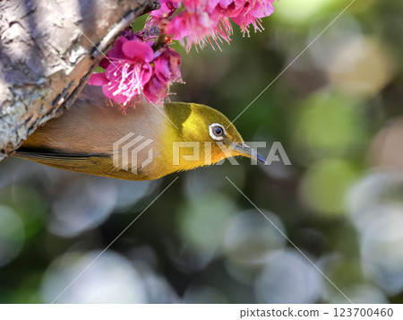 White-eye surrounded by pink plum blossoms 123700460