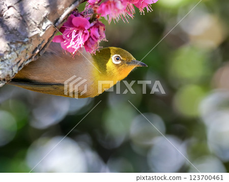 被粉紅色梅花包圍的白眼鳥 123700461