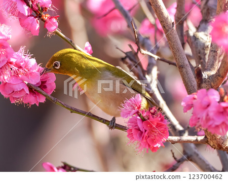 被粉紅色梅花包圍的白眼鳥 被粉紅色梅花包圍的白眼鳥 123700462