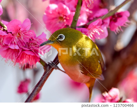 White-eye surrounded by pink plum blossoms 123700466