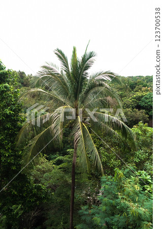 Stunning view of palm trees against the vibrant sea and vast sky in Koh Phangan's jungle. 123700538