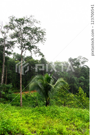 A vibrant road weaving through the dense jungle, showcasing the beauty of Koh Phangan's nature. 123700541