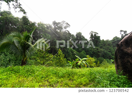 Gentle rain enhances the vibrant greenery of Koh Phangan's beautiful jungle. Gentle rain enhances the vibrant greenery of Koh Phangan's beautiful jungle. 123700542