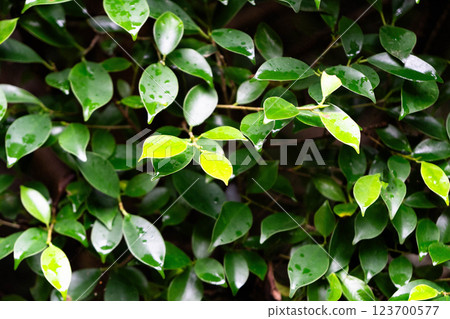 Vibrant green leaves glisten, highlighting a lush ecosystem that supports sustainability. 123700577