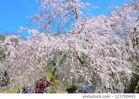 Gorgeous weeping cherry blossoms at Kogetsu-in Temple in Matsudaira-go Gorgeous weeping cherry blossoms at Kogetsu-in Temple in Matsudaira-go 123700691
