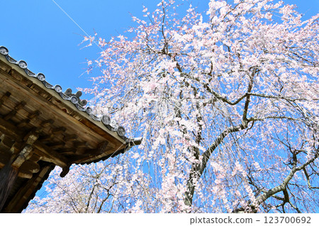 安長寺的垂枝櫻花樹枝繁葉茂 123700692