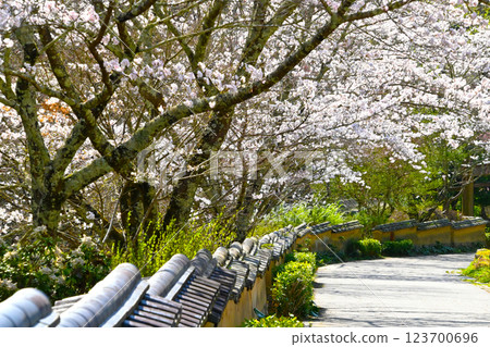 Matsudaira-go: Muromachi walls and cherry blossoms in full bloom Matsudaira-go: Muromachi walls and cherry blossoms in full bloom 123700696
