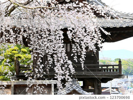 The weeping cherry tree at Anchoji Temple has beautiful branches 123700698