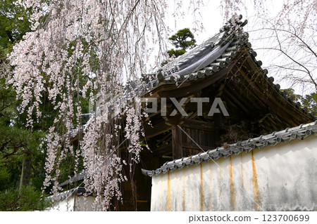 Gorgeous weeping cherry blossoms at Kogetsu-in Temple in Matsudaira-go Gorgeous weeping cherry blossoms at Kogetsu-in Temple in Matsudaira-go 123700699