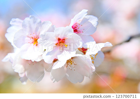 鬆平鄉光月院的美麗垂枝櫻花 123700711