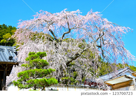 鬆平鄉 Kogetsu-in 寺華麗的垂枝櫻花 鬆平鄉 Kogetsu-in 寺華麗的垂枝櫻花 123700723