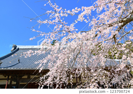 鬆平鄉 Kogetsu-in 寺華麗的垂枝櫻花 鬆平鄉 Kogetsu-in 寺華麗的垂枝櫻花 123700724