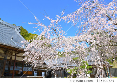Gorgeous weeping cherry blossoms at Kogetsu-in Temple in Matsudaira-go 123700725