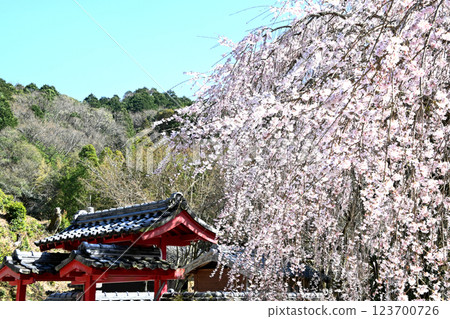 Gorgeous weeping cherry blossoms at Kogetsu-in Temple in Matsudaira-go 123700726