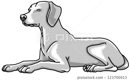 魏瑪獵犬,黑白,透明背景,狗狗插圖 魏瑪獵犬,黑白,透明背景,狗狗插圖 123700913