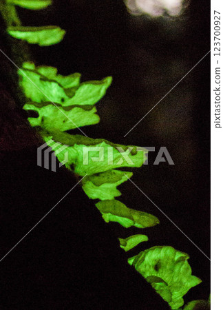 Tsukiyotake Tsukiyotake 123700927