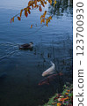 carp in moat 123700930