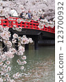 Moat bridge and cherry blossoms 123700932