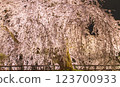 Bird drooping cherry blossoms at night 123700933