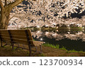 Bench of cherry blossom trees 123700934
