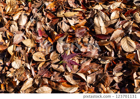 秋天：橡實和落下的楓葉 123701131