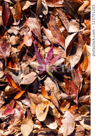 秋天：橡實和落下的楓葉 123701205