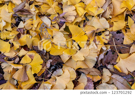 Autumn: Fallen ginkgo leaves 123701292