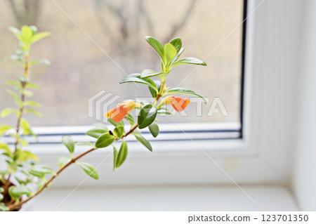 Young sprouts demonstrate steady progress, progress nurtured by soft daylight, progress encouraging consumption of indoor greenery Young sprouts demonstrate steady progress, progress nurtured by soft daylight, progress encouraging consumption of indoor greenery 123701350