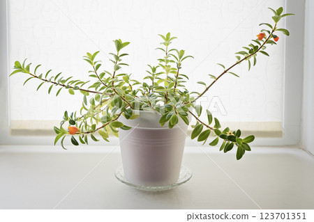 Vibrant houseplant with lush green leaves and delicate orange flowers in white ceramic pot, placed on bright windowsill with soft natural light Vibrant houseplant with lush green leaves and delicate orange flowers in white ceramic pot, placed on bright windowsill with soft natural light 123701351