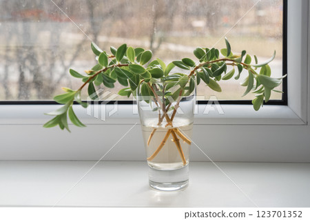 Cuttings thrive on bright windowsill, windowsill providing gentle warmth, windowsill fueling subtle root growth, creating easy-care home gardening 123701352