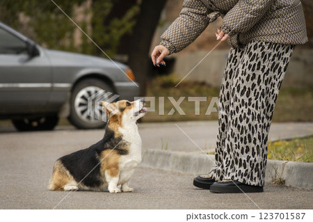 A girl trains her corgi dog. Photo of a tricolor Welsh Corgi Pembroke in training A girl trains her corgi dog. Photo of a tricolor Welsh Corgi Pembroke in training 123701587