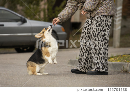 A girl trains her corgi dog. Photo of a tricolor Welsh Corgi Pembroke in training A girl trains her corgi dog. Photo of a tricolor Welsh Corgi Pembroke in training 123701588