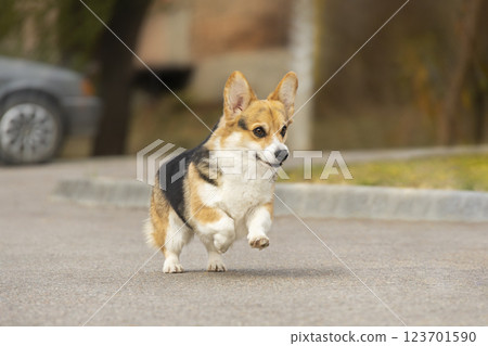 A tricolor Pembroke Welsh Corgi runs towards a meeting in a parking lot near the park. Photo of a dog jumping A tricolor Pembroke Welsh Corgi runs towards a meeting in a parking lot near the park. Photo of a dog jumping 123701590