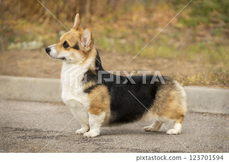 Photo of a tricolor corgi standing. Preparing for a dog show 123701594