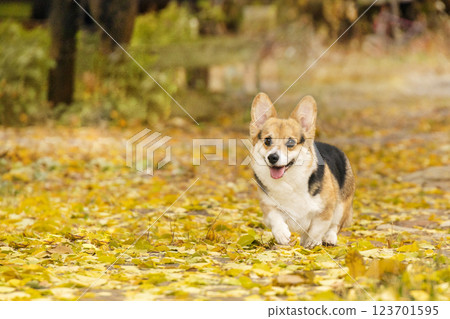 A tricolor Pembroke Welsh Corgi runs towards a meeting. Photo dog in motion in autumn park A tricolor Pembroke Welsh Corgi runs towards a meeting. Photo dog in motion in autumn park 123701595