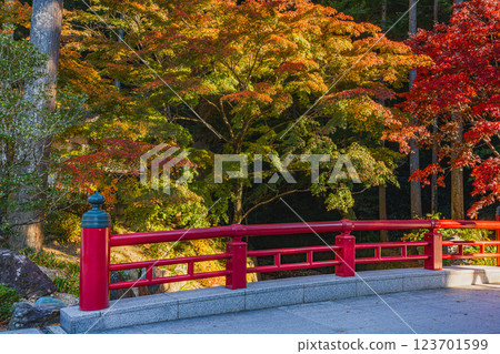 袋井市寶田山尊永寺的參道與紅葉(靜岡縣) 袋井市寶田山尊永寺的參道與紅葉(靜岡縣) 123701599