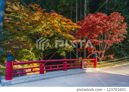 袋井市寶田山尊永寺的參道與紅葉（靜岡縣） 123701601