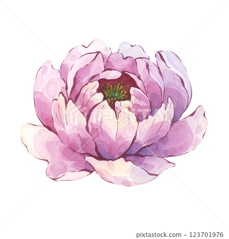 Pink peony flower watercolor hand-painted art Pink peony flower watercolor hand-painted art 123701976